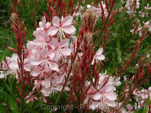 Gaura Pink_1 